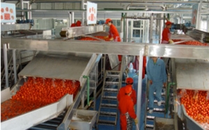 بعد طلب أصحاب مصانع الطماطم دعما بــ 10 مليون دينار: وزارة المالية ترفض المقترح واجتماع آخر مرتقب الأيام القادمة
