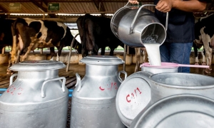 مع تدحرج في نسق التجميع للعام الثالث على التوالي في 2023 : مخزون الحليب المعقم أقل من 7 ملايين لتر مع منتصف الشهر الجاري ....