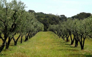 ساهم في ارتفاعها إقبال الخواص على غراستها: أعداد أشجار الزيتون تتجاوز 100 مليون شجرة وإمكانات تصدير تصل إلى 500 ألف طن