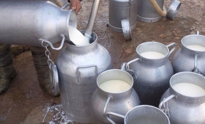 اتحاد الفلاحة يُطالب بزيادة بـ500 مليم في سعر الحليب عند الانتاج