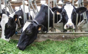 إقرار حزمة من الاجراءات لمقاومة ظاهرة تهريب الأبقار