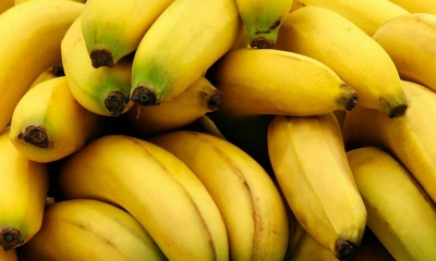 بسعر 5 دنانير..اليوم انطلاق ترويج الموز المورّد من مصر