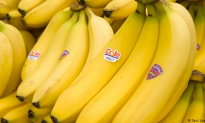 ضخ 46 طنا من الموز بين بئر القصعة والسوق المركزية بالعاصمة