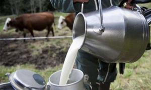 كان عند 40 مليون لتر في فترات سابقة: تدحرج لافت للمخزون الاستراتيجي لمادة الحليب إلى 5 مليون لتر مع نهاية جانفي 2024...