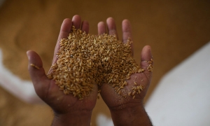 تونس في المركز 64 عالميا في ترتيب الدول في الأمن الغذائي 57% حصة الحبوب في الواردات الغذائية وتقلص الأيام الممطرة يعمّق المخاطر