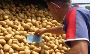 تحديد سعر البيع للعموم لمادة البطاطا ب1600مليم للكغ