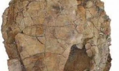 مصر.. اكتشاف حفرية سلحفاة عمرها 70 مليون سنة