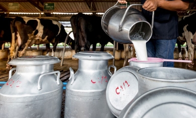 النقابة الوطنية للفلاحين: من الصعب عودة نسق إنتاج الحليب لما كان عليه