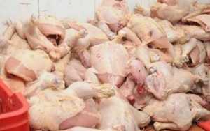 الكشف عن مسلخ عشوائي وحجز كميات من لحوم الدجاج الغير صالح للاستهلاك