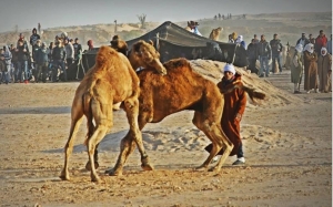 المهرجان الدولي للصحراء بدوز:  يوم الثقافة الصحراوية ، من رمال الصحراء بدوز إلى رأس أنجلة ببنزرت