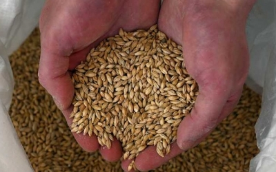 محصول الحبوب الأوكراني يرتفع 5 بالمئة في 2023