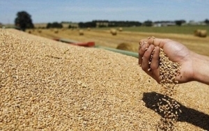 وزارة الفلاحة تضبط اسعار الحبوب لموسم البذر  2023/2024