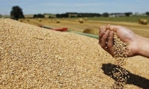 زيادة بـ24.5% في المساحات المبرمجة لبذر الحبوب للموسم 2023-2024