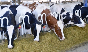 وزارة الفلاحة تقرر منع توريد الأبقار من البلدان الموبوءة بمرض النزف الوبائي