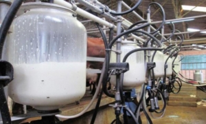 متأثرا بضعف تطور نسق الإنتاج: عجز الميزان التجاري لمجموعة الحليب ومشتقاته يرتفع  من 9 إلى 75 مليون دينار خلال الفترة 2010 - 2020