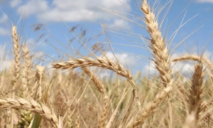 تحت تأثير تدهور المحاصيل في عديد من البلدان المنتجة: صعود حاد في أسعار الحبوب خلال شهر أوت يرفع فاتورة الواردات التونسية إلى 2.2 مليار دينار 