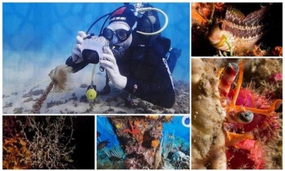 14مصورا غطّاسا يوثق لتجربة التصوير تحت الماء