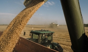 أسعار القمح تتجه لأطول سلسلة خسائر فصلية منذ 14 عاماً