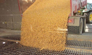 تمثل 51 % من إجمالي الواردات الغذائية: فاتورة واردات الحبوب عند مستوى غير مسبوق بأكثر من 4 مليار دينار مع موفى نوفمبر المنقضي...