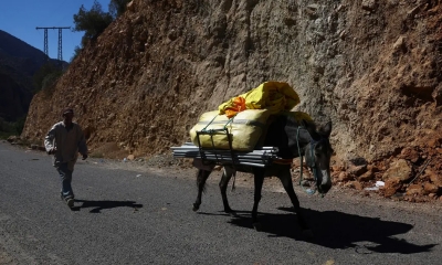 الناجون من زلزال المغرب يستخدمون الدواب في نقل الإمدادات للقرى المعزولة