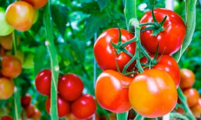 السعر المرجعي للطماطم الفصلية عند الفلاح في حدود 220 مليم