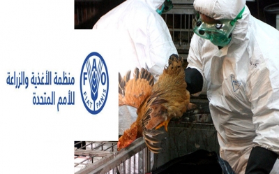"الفاو" تنظم ورشة عمل في تونس لمكافحة أنفلونزا الطيور في ليبيا