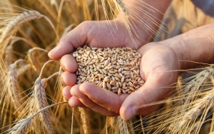 مصر  تشتري 60 ألف طن متري من القمح الروماني في مناقصة دولية
