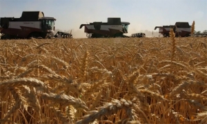 إنتاج القمح الأوكراني قد يتراجع خلال 2024