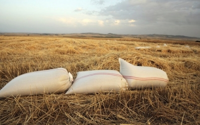 زغوان: نسبة المساحات المتضررة من الحبوب نتيجة نقص الأمطار بلغت 98%