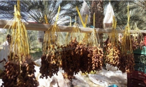  صابة تاريخية للتمور بـ 404 ألف طن