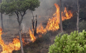 40 % منها قد تكون مفتعلة:  تسجيل 646 حريقا وتضرر نحو2700 هكتار من الغابات إلى غاية 23 أكتوبر 2020