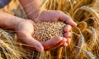 تونس تطرح مناقصة لشراء 100 ألف طن من القمح و75 ألف طن من الشعير