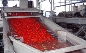 موسم الطماطم الفصلية المعدة للتحويل: تراجع مستوى القبول اليومي بنسبة 38.5% وتوقعات بتحويل 700 الف طن