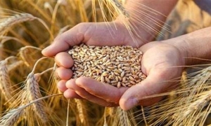 دراسة: القمح في "خطر" بسبب تغير المناخ