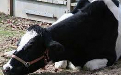 حالة فريدة من حمى البقر في فرنسا