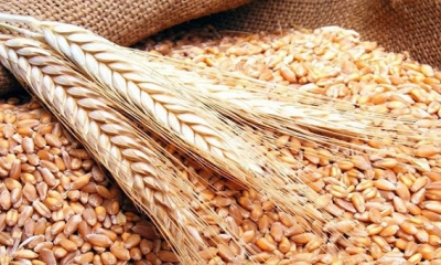 القمح ينخفض بأكثر من 1% مع توقعات بزيادة المعروض بالأسواق‏