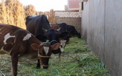 جندوبة: الإطاحة بعصابة مختصّة في تهريب الأبقار