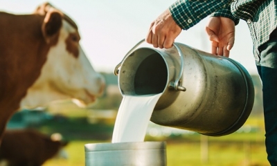 تحاد الفلاحة يطالب بإقرار زيادة عاجلة في سعر قبول الحليب عند الفلاح لا تقل عن 800 مليم في اللتر الواحد