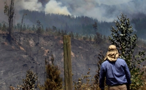 غابات خمير: بحث أكاديمي مختصّ حول استرجاع أنفاس الأشجار بعد الحرائق