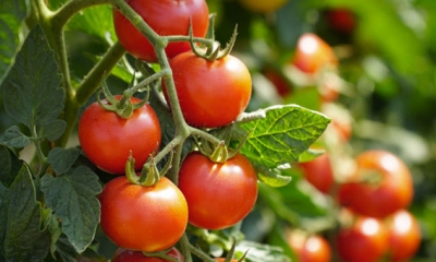 تراجع مستوى تزويد الأسواق يرفع الأسعار ويقود التضخم إلى السرعة القصوى: ارتفاع أسعار الطماطم بنسبة 150 %...