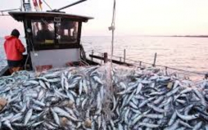 صدور قرارين لإعادة ضبط تركيبة لجنتين استشاريتين لقطاع الصيد البحري