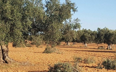 في ظل توقعات بصابة قياسية غزوات ليلية تقودها عصابات تهدّد موسم الزيتون