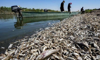 نفوق "أطنان" من الأسماك في نهر في جنوب العراق