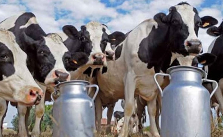 جريدة المغرب | رغم ارتفاع القطيع إلى 100 ألف رأس بقر: منظومة الحليب تصطدم  مرة أخرى بالمشاكل المالية