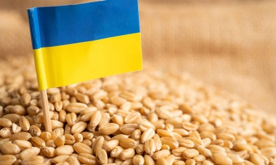 انخفاض صادرات الحبوب الأوكرانية بنسبة 49%