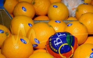 البرتقال المالطي التونسي:  انطلاق تصدير أول دفعة نحو فرنسا على امتداد 6 أيام بحجم 1700 طن