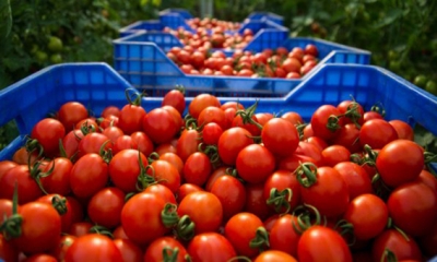 المغرب يحظر تصدير الطماطم لخفض اسعارها