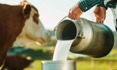 لاتعكس حقيقة الازمة: وزارة الفلاحة تقر بتراجع حجم الكميات الحليب على مستوى التجميع ب5.5% والتصنيع ب10%....