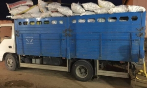جندوبة: حجز 4260 كلغ من الفلفل الحار والخيار وإعادة ضخها بمسالك التوزيع المنظّمة