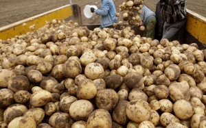 في ولاية جندوبة :  50 % من إنتاج البطاطا مهدد بالإتلاف ,فهل أصبحت وفرة الإنتاج معاناة للفلاحين ؟